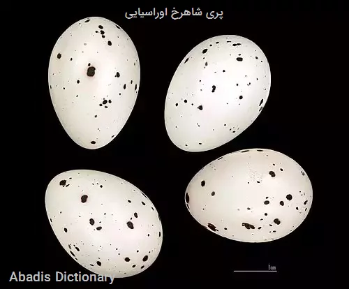 پری شاهرخ اوراسیایی